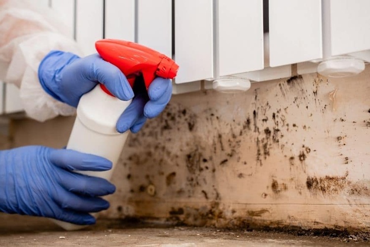 Mold Remediation Explained: What Local Services Offer